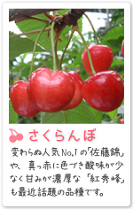 紹介さくらんぼ