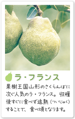 紹介ラフランス
